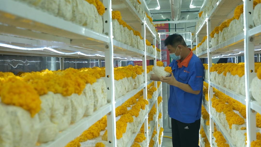 ɽ�|���f�����S�𡱮a(ch��n)�I(y��)����ġ������������Ƽ���(w��n)�a(ch��n)��